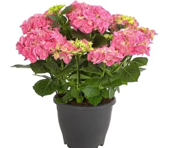 Dehner Winterharte Kübelpflanzen|Hortensien - Bauern-Hortensie, ca. 40-50 cm Rosa