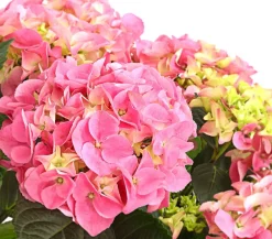 Dehner Winterharte Kübelpflanzen|Hortensien - Bauern-Hortensie, ca. 40-50 cm Rosa