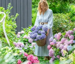 Dehner Winterharte Kübelpflanzen|Terrassenpflanzen - Bauern-Hortensie, ca. 15-25 cm Blau