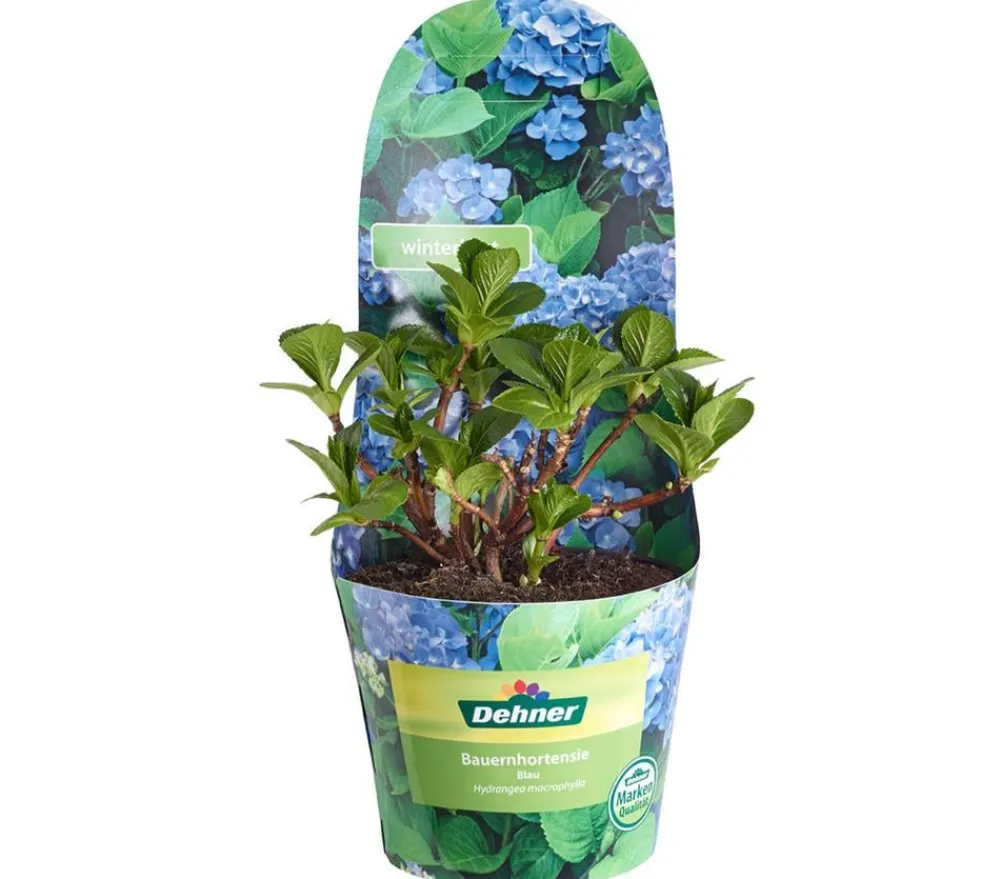 Dehner Winterharte Kübelpflanzen|Terrassenpflanzen - Bauern-Hortensie, ca. 15-25 cm Blau