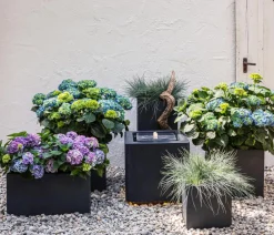 Dehner Winterharte Kübelpflanzen|Terrassenpflanzen - Bauern-Hortensie, ca. 15-25 cm Rot