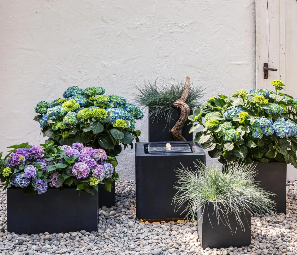 Dehner Winterharte Kübelpflanzen|Terrassenpflanzen - Bauern-Hortensie, ca. 15-25 cm Rot