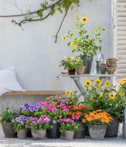 Dehner Sommerblumen > Bauernorchidee, verschiedene Farben