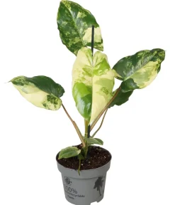 Dehner Baumfreund - Philodendron 'Burle Marx' variegata New