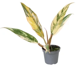 Dehner Raritäten|Grünpflanzen - Baumfreund - Philodendron 'Caramel Marble'