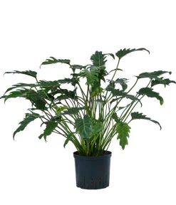 Dehner Hydropflanzen|Grünpflanzen - Baumfreund - Philodendron cultivars 'Xanadu', Hydrokultur Dunkelgrün