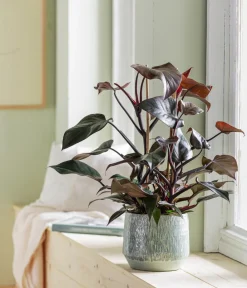 Dehner Grünpflanzen|Monstera & Philodendron - Baumfreund - Philodendron erubescens 'Ruby'