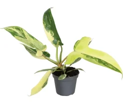 Dehner Raritäten|Grünpflanzen - Baumfreund - Philodendron 'Florida Beauty'