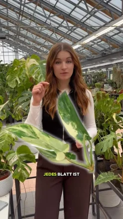 Dehner Raritäten|Grünpflanzen - Baumfreund - Philodendron 'Florida Beauty'