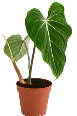 Dehner Raritäten|Grünpflanzen > Baumfreund - Philodendron gloriosum