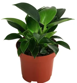 Dehner Grünpflanzen|Monstera & Philodendron - Baumfreund - Philodendron 'Green Princess'