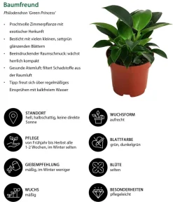 Dehner Grünpflanzen|Monstera & Philodendron - Baumfreund - Philodendron 'Green Princess'