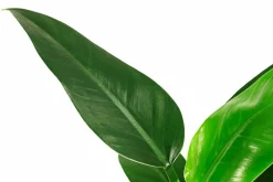 Dehner Hydropflanzen|Grünpflanzen > Baumfreund - Philodendron 'Imperial Green', Hydrokultur