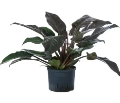 Dehner Baumfreund - Philodendron 'Imperial Red', Hydrokultur Best
