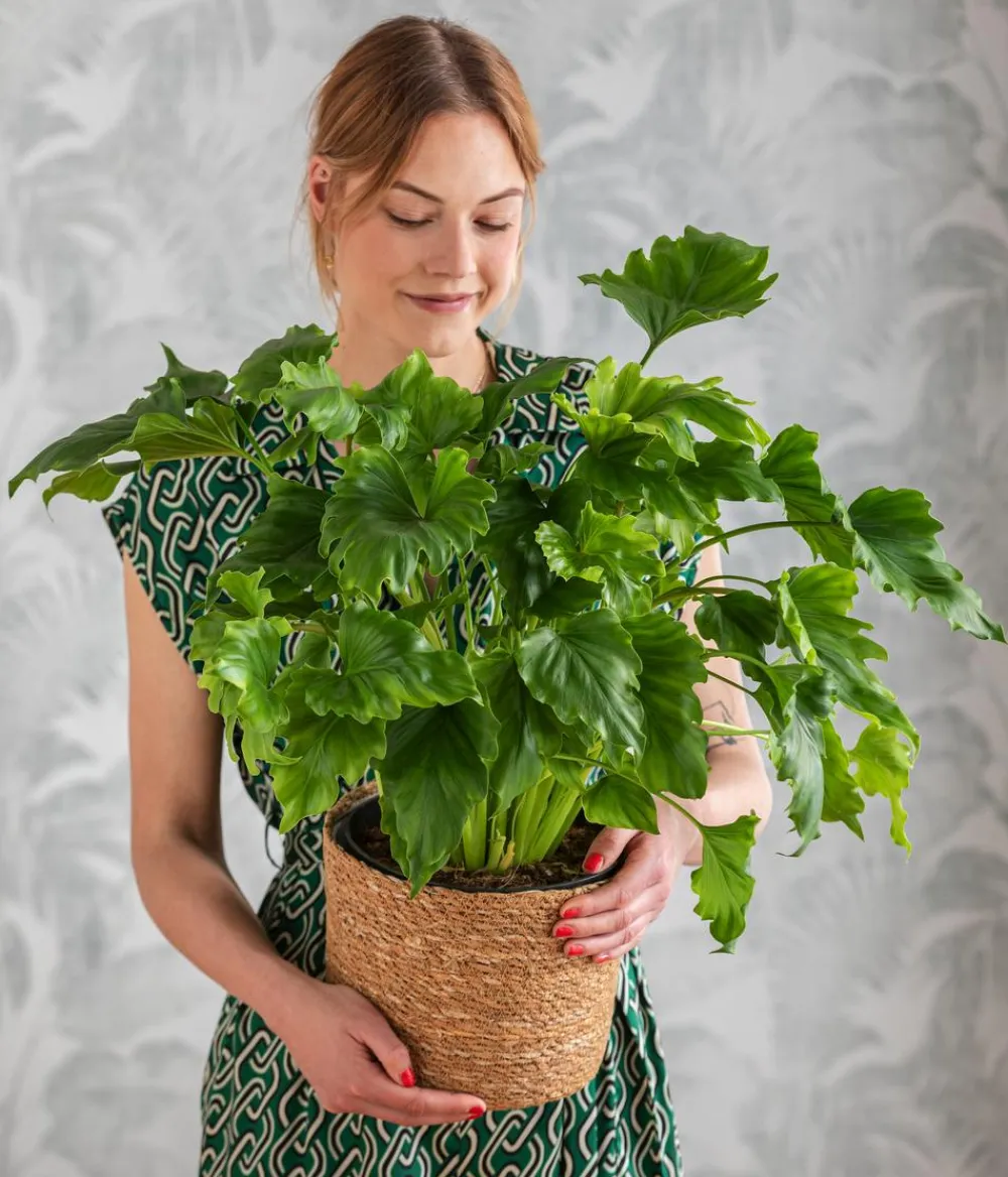 Dehner Grünpflanzen|Monstera & Philodendron - Baumfreund - Philodendron 'Little Hope' Hellgrün
