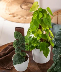 Dehner Grünpflanzen > Baumfreund - Philodendron micans 'Lime' am Kratistestab