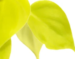 Dehner Hängepflanzen|Grünpflanzen > Baumfreund - Philodendron micans 'Lime'