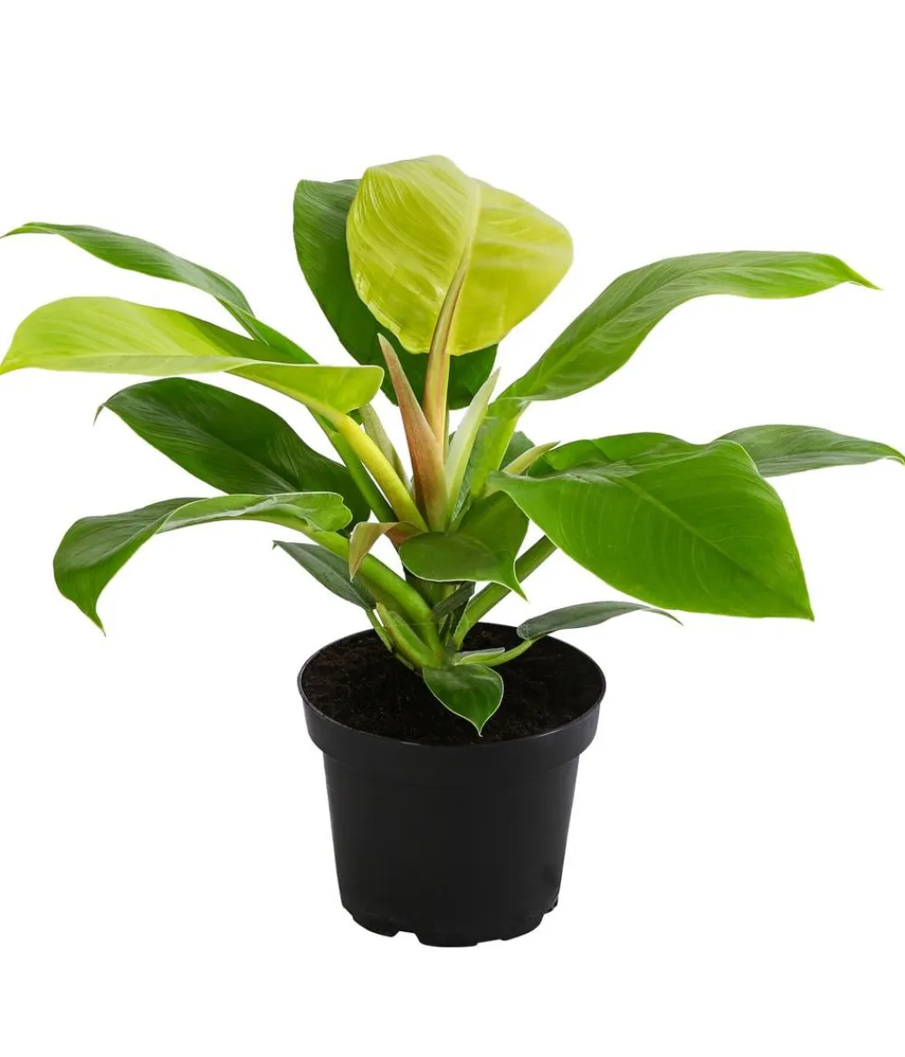 Dehner Grünpflanzen|Monstera & Philodendron > Baumfreund - Philodendron 'Moonlight'