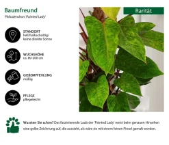 Dehner Raritäten|Monstera & Philodendron > Baumfreund - Philodendron 'Painted Lady'