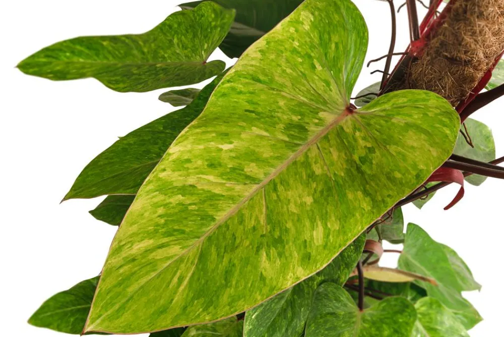 Dehner Baumfreund - Philodendron 'Painted Lady' Best
