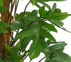 Dehner Grünpflanzen|Monstera & Philodendron > Baumfreund - Philodendron pedatum