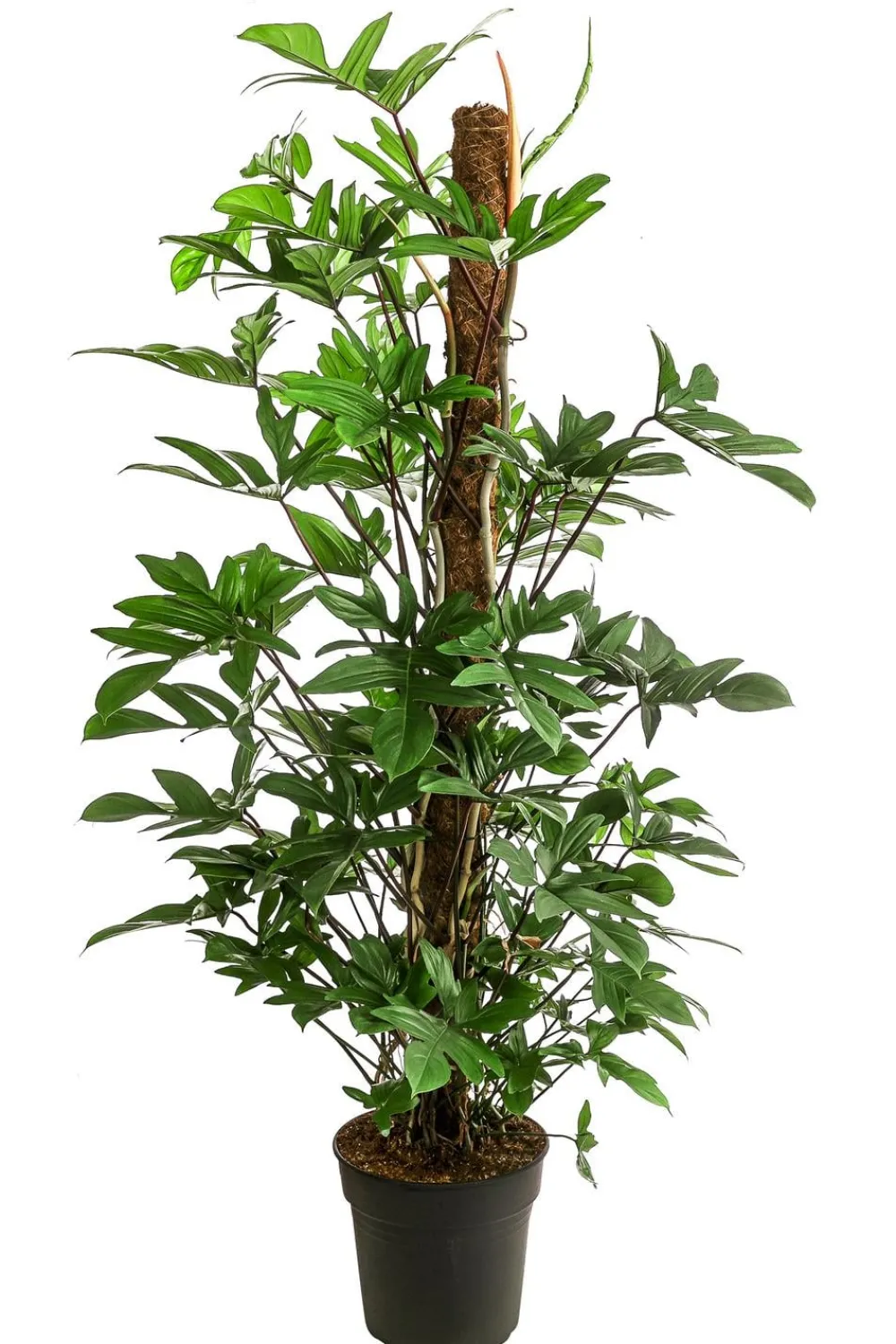 Dehner Baumfreund - Philodendron pedatum Grün Clearance