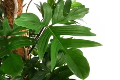 Dehner Baumfreund - Philodendron pedatum Grün Clearance