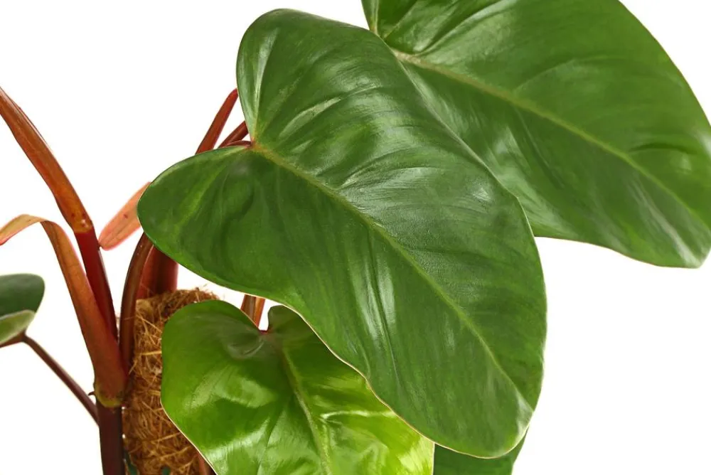 Dehner Grünpflanzen|Monstera & Philodendron > Baumfreund - Philodendron 'Red Emerald'