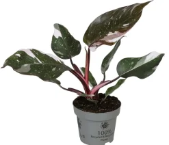 Dehner Raritäten|Grünpflanzen - Baumfreund - Philodendron 'Red Anderson'