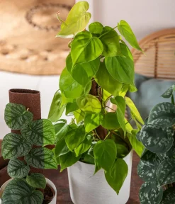Dehner Baumfreund - Philodendron scandens am Kratistestab Grün Hot