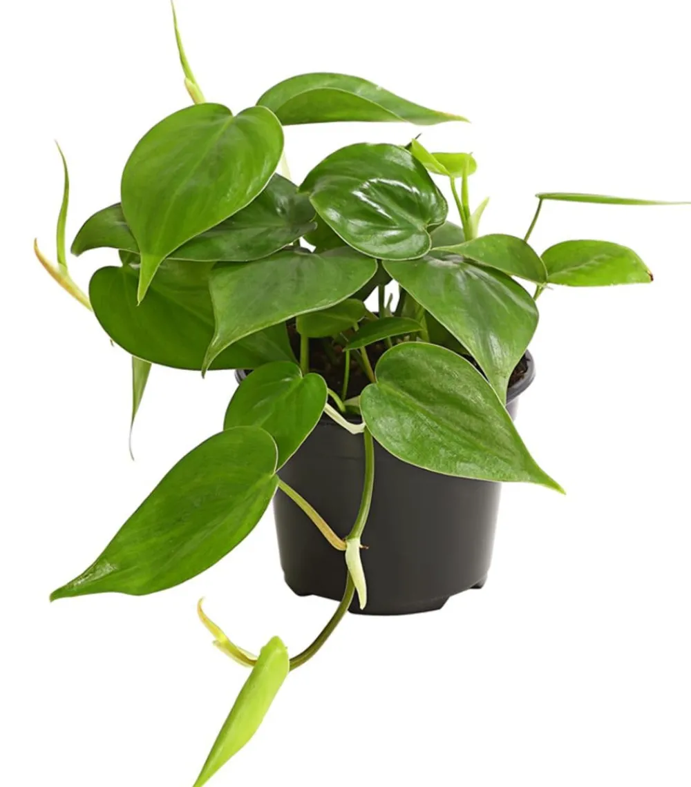Dehner Baumfreund - Philodendron scandens Online
