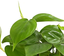 Dehner Baumfreund - Philodendron scandens Online