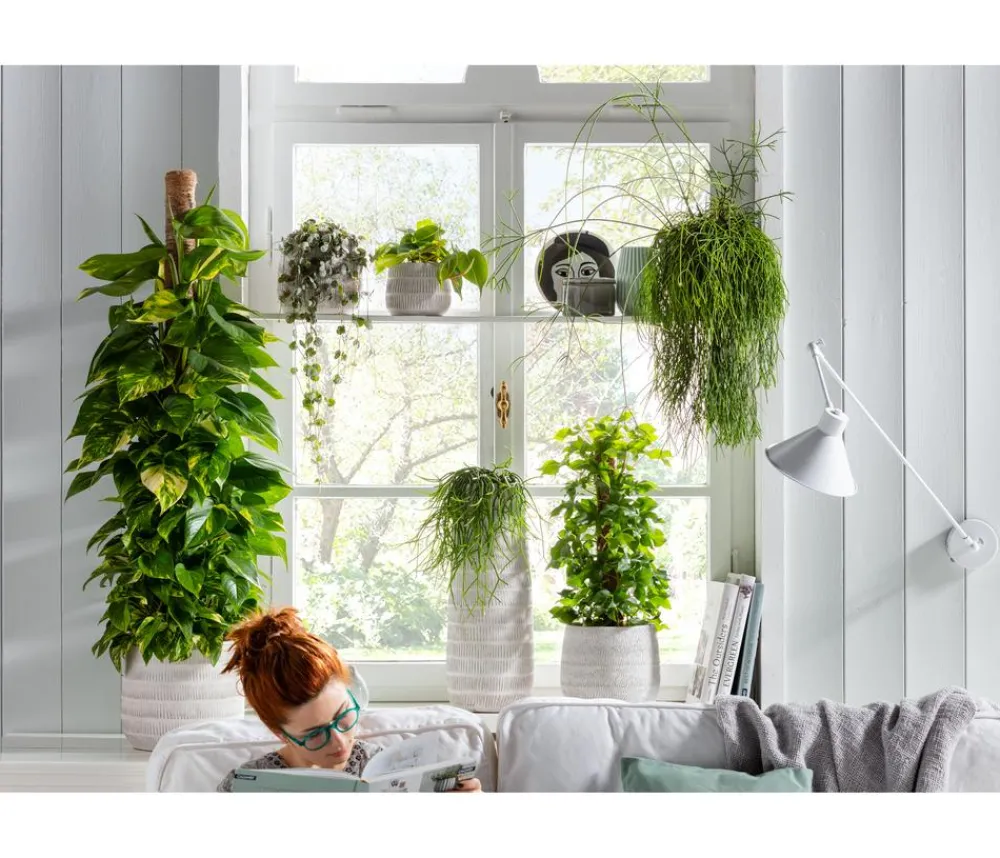 Dehner Grünpflanzen|Monstera & Philodendron - Baumfreund - Philodendron scandens 'Brasil'