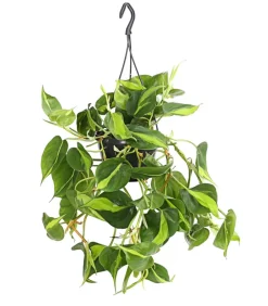 Dehner Grünpflanzen|Monstera & Philodendron - Baumfreund - Philodendron scandens 'Brasil', Ampel