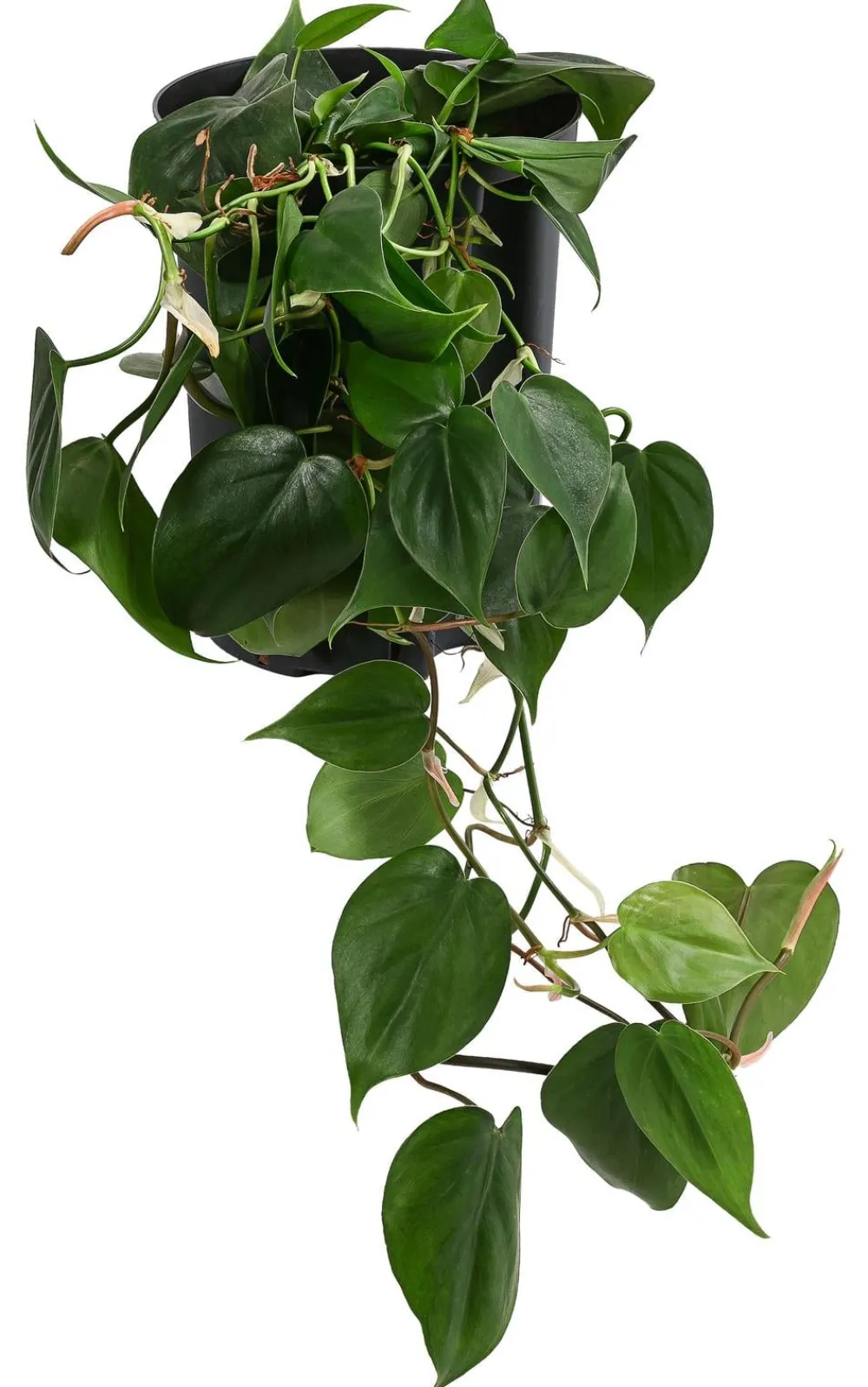 Dehner Hydropflanzen > Baumfreund - Philodendron scandens, Hydrokultur