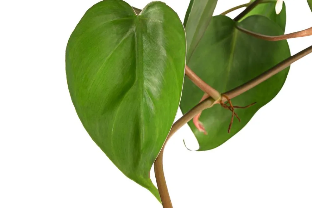 Dehner Hydropflanzen > Baumfreund - Philodendron scandens, Hydrokultur
