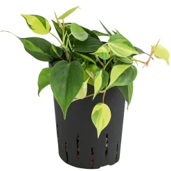 Dehner Hydropflanzen > Baumfreund - Philodendron scandens, Hydrokultur