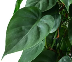 Dehner Hydropflanzen - Baumfreund - Philodendron scandens, Hydrokultur Dunkelgrün