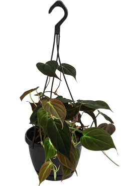 Dehner Hängepflanzen|Grünpflanzen > Baumfreund - Philodendron scandens 'Micans'