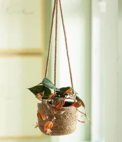 Dehner Hängepflanzen|Grünpflanzen > Baumfreund - Philodendron scandens 'Micans'