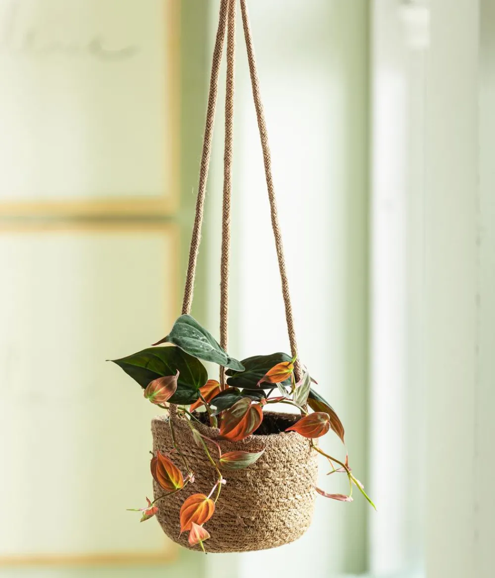 Dehner Hängepflanzen|Grünpflanzen > Baumfreund - Philodendron scandens 'Micans'
