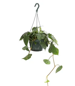 Dehner Baumfreund - Philodendron scandens, Ampel Sale