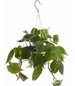 Dehner Hängepflanzen|Grünpflanzen - Baumfreund - Philodendron scandens, Ampel