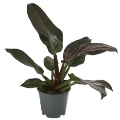 Dehner Baumfreund - Philodendron, verschiedene Sorten Hot