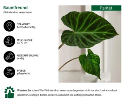 Dehner Raritäten|Grünpflanzen - Baumfreund - Philodendron verrucosum