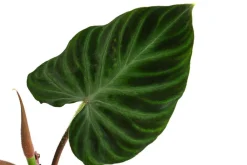 Dehner Raritäten|Grünpflanzen - Baumfreund - Philodendron verrucosum