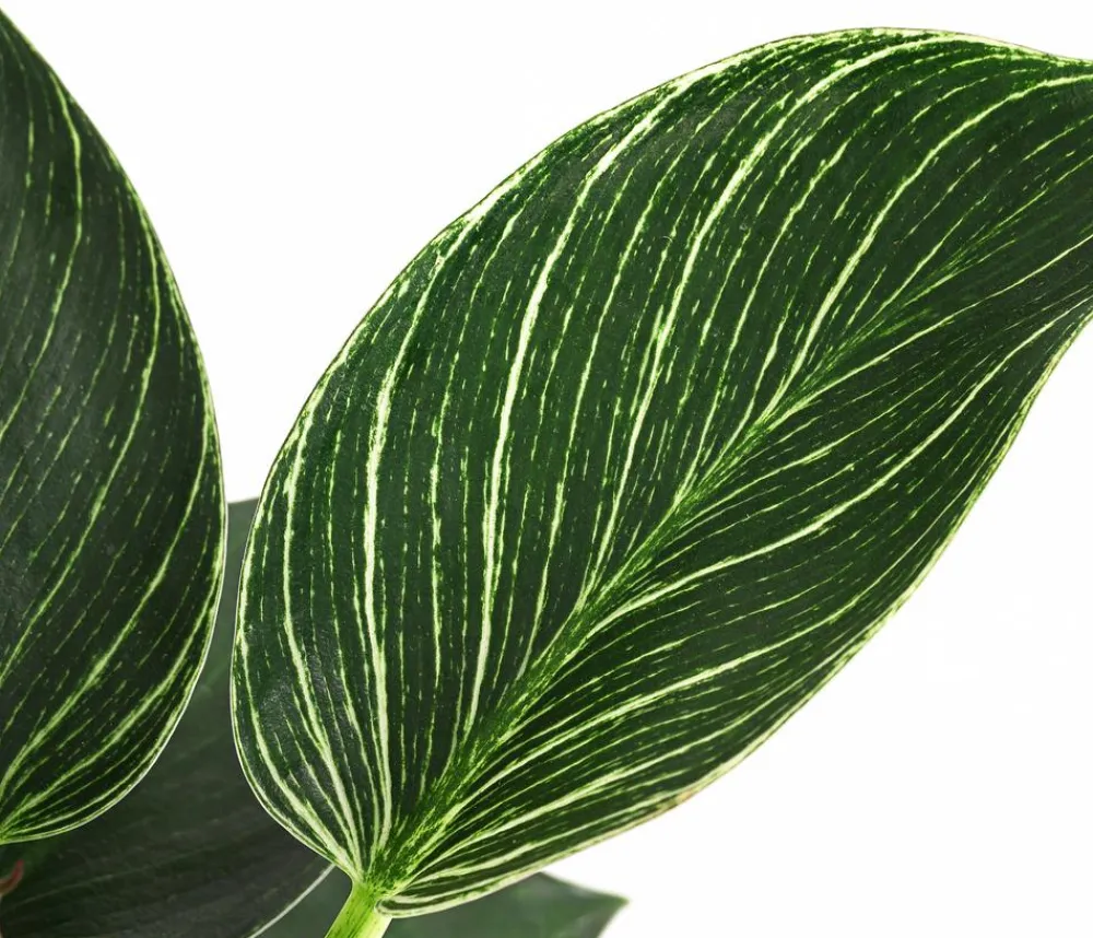 Dehner Grünpflanzen|Monstera & Philodendron - Baumfreund - Philodendron 'White Wave'