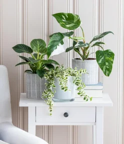 Dehner Grünpflanzen|Monstera & Philodendron - Baumfreund - Philodendron 'White Wave'
