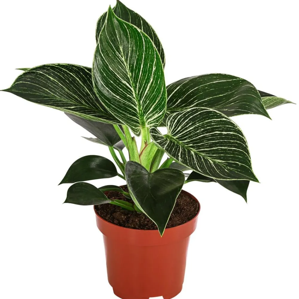 Dehner Grünpflanzen|Monstera & Philodendron - Baumfreund - Philodendron 'White Wave'