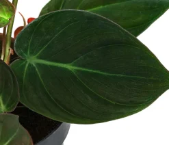 Dehner Baumfreund-Set - Philodendron, 3-teilig Online